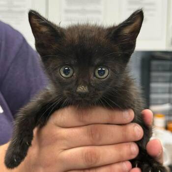 Domestic Short Hair Cats Available for Adoption in Martinsville, Virginia - Carter | PetCurious