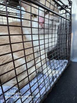 Domestic Short Hair Cats Available for Adoption - ROLLY | PetCurious