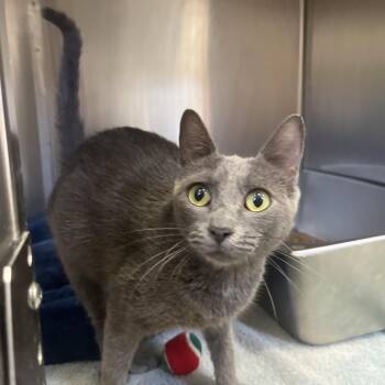 Ellie Belly -  Domestic Short Hair Cat for Adoption in Houston, Texas - Ellie Belly | PetCurious