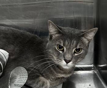 Rescue Domestic Short Hair Cats for Adoption in Spartanburg, South Carolina - Mr B | PetCurious