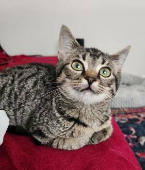 Kuzco -  Domestic Short Hair Cat for Adoption in Mokena, Illinois - Kuzco | PetCurious