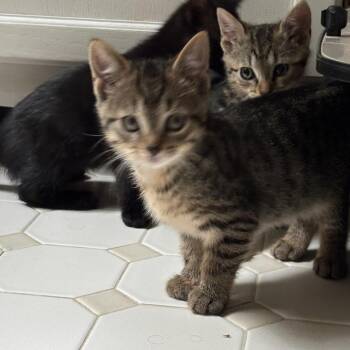 Braeburn 2026 -  Domestic Short Hair Cat for Adoption - Braeburn 2026 | PetCurious