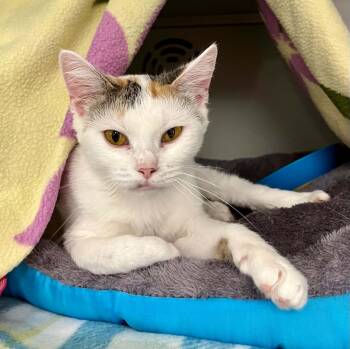 August -  Domestic Short Hair Cat for Adoption in Moundsville, West Virginia - August | PetCurious