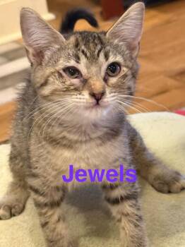 Jewels -  Domestic Short Hair Cat for Adoption in Saint Francisville, Louisiana - Jewels | PetCurious