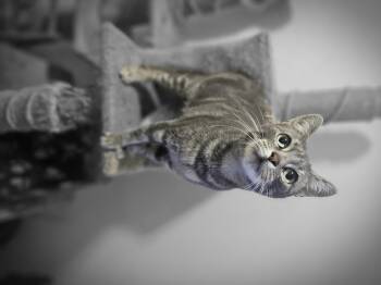 Rescue Domestic Short Hair Cats for Adoption in New York, New York - Zoe | PetCurious