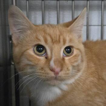 Rescue Domestic Short Hair Cats for Adoption in Idaho Falls, Idaho - Sonny | PetCurious