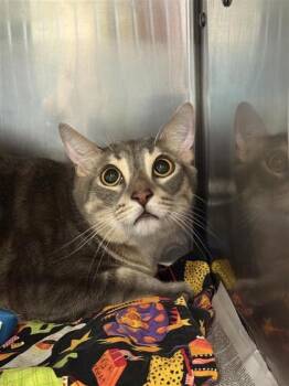 Captain Kitty -  Domestic Short Hair Cat for Adoption in Largo, Florida - Captain Kitty | PetCurious