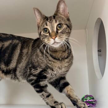 Domestic Short Hair Cats Available for Adoption - Shakira | PetCurious