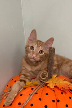 Rescue Domestic Short Hair Cats for Adoption in Picayune, Mississippi - Gatlin | PetCurious