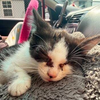 Cookie Monster -  American Shorthair Cat for Adoption in Spring Hill, Kansas - Cookie Monster | PetCurious