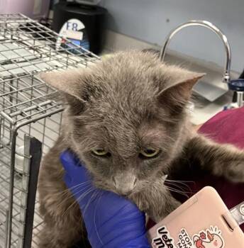 Domestic Short Hair Cats Available for Adoption in Dallas, Texas - GRAYSKULL | PetCurious