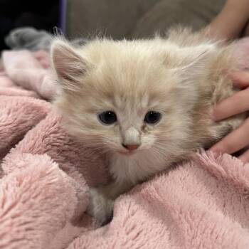 Jade -  Domestic Long Hair Cat for Adoption in Long Beach, California - Jade | PetCurious