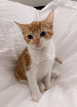 Scone -  Domestic Short Hair Cat for Adoption in Mount Pleasant, South Carolina - Scone | PetCurious
