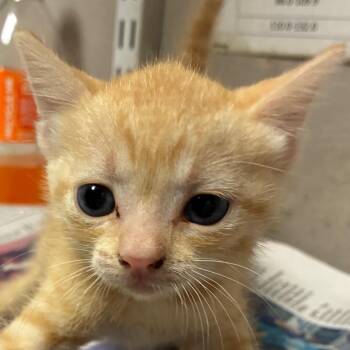 Hayley Williams -  American Shorthair Cat for Adoption in Yuma, Arizona - Hayley Williams | PetCurious