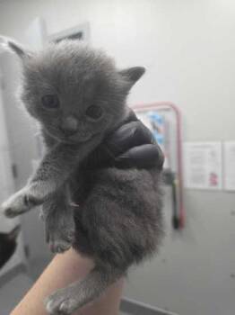 Turquoise -  Domestic Short Hair Cat for Adoption in Sevierville, Tennessee - Turquoise | PetCurious