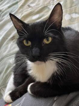 Domestic Short Hair Cats Available for Adoption in Antioch, California - Chiara | PetCurious