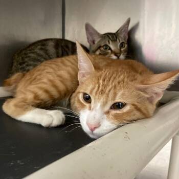 Basit -  Domestic Medium Hair Cat for Adoption in Roanoke, Virginia - Basit | PetCurious
