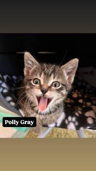 Polly Gray -  Domestic Short Hair Cat for Adoption in Portland, Oregon - Polly Gray | PetCurious