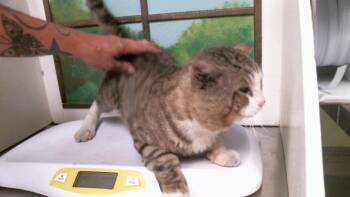 MR. SWEET -  Domestic Short Hair Cat for Adoption in Houston, Texas - MR. SWEET | PetCurious