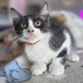 Rescue Domestic Long Hair and Tuxedo Cats for Adoption in Liverpool, Texas - Caramel Apple | PetCurious