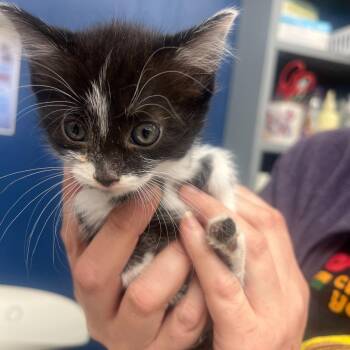 Domestic Short Hair Cats Available for Adoption in Summerlee, West Virginia - Betsy | PetCurious