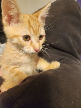 Rescue Domestic Short Hair Cats for Adoption in Forest, Virginia - *Archie | PetCurious