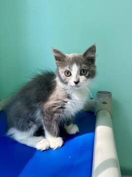 Speedbump -  Domestic Medium Hair Cat for Adoption in Emerald Isle, North Carolina - Speedbump | PetCurious