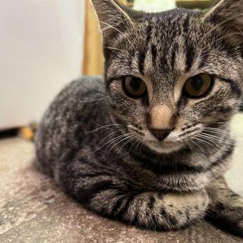 Rescue Domestic Short Hair Cats for Adoption in Byron Center, Michigan - Brandy | PetCurious