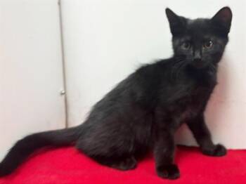 GIZELA -  Domestic Short Hair Cat for Adoption in Sacramento, California - GIZELA | PetCurious