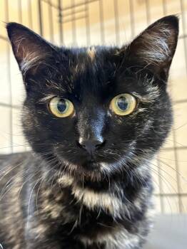 Domestic Short Hair Cats Available for Adoption in Bellmawr, New Jersey - Speckles | PetCurious