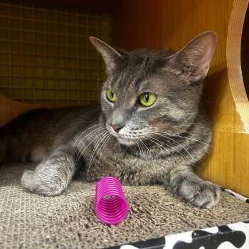 Vesper -  Domestic Short Hair Cat for Adoption - Vesper | PetCurious