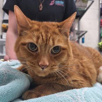 Domestic Short Hair Cats Available for Adoption - Buttercup | PetCurious