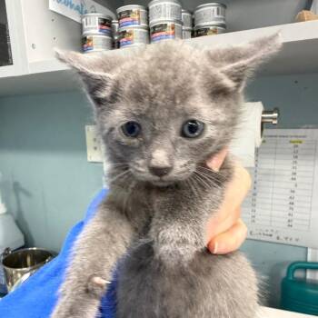 Blobfish / Leo -  Domestic Short Hair Cat for Adoption in Greensboro, North Carolina - Blobfish / Leo | PetCurious