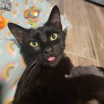 Domestic Short Hair Cats Available for Adoption in Port Richey, Florida - Kikimora | PetCurious