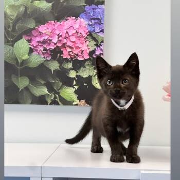 Salem -  Domestic Short Hair Cat for Adoption in Syosset, New York - Salem | PetCurious