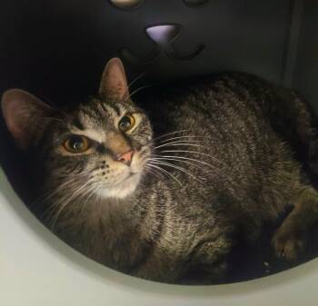 Domestic Short Hair Cats Available for Adoption - Astro | PetCurious