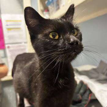 Yazmina -  Domestic Short Hair Cat for Adoption in Chattanooga, Tennessee - Yazmina | PetCurious