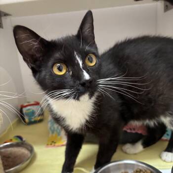 Arctic -  Domestic Short Hair Cat for Adoption in Kanab, Utah - Arctic | PetCurious