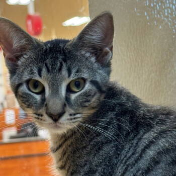 Rescue Domestic Short Hair Cats for Adoption in Fishkill, New York - Cedar | PetCurious