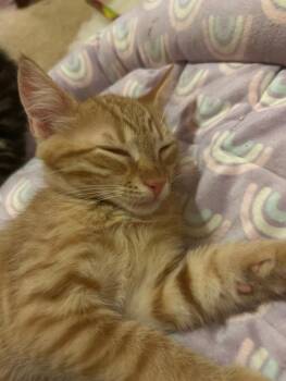 Wesley -  Tabby Cat for Adoption in Lambertville, New Jersey - Wesley | PetCurious