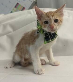 Domestic Short Hair Cats Available for Adoption in Margate, Florida - LORAX | PetCurious