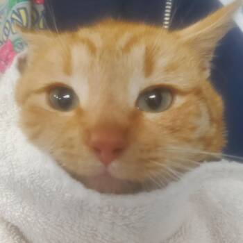 Pumpkin -  Domestic Short Hair Cat for Adoption in Newark, New Jersey - Pumpkin | PetCurious