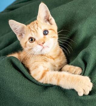 Domestic Short Hair Cats Available for Adoption in Minneapolis, Minnesota - Clover | PetCurious