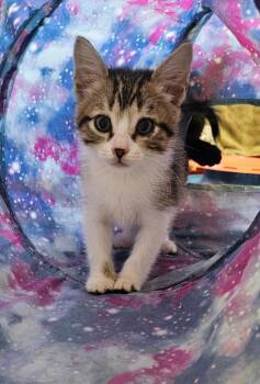 Dove -  Domestic Short Hair Cat for Adoption in Sherwood, Arkansas - Dove | PetCurious