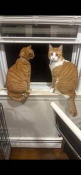 Rescue Tabby Cats for Adoption in Medford, Massachusetts - Ginger & Leo | PetCurious