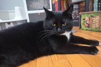 Domestic Short Hair Cats Available for Adoption - Sassy | PetCurious