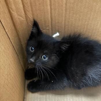 NYX -  Domestic Short Hair Cat for Adoption in Richmond, California - NYX | PetCurious