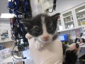 Rescue Domestic Short Hair Cats for Adoption in Santa Fe, New Mexico - NODD | PetCurious