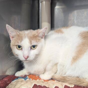 Domestic Short Hair Cats Available for Adoption - Peaches | PetCurious