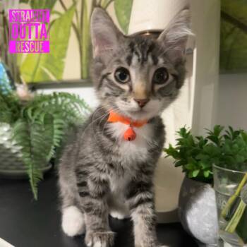 Windkit -  Domestic Short Hair Cat for Adoption in Vancouver, British Columbia - Windkit | PetCurious